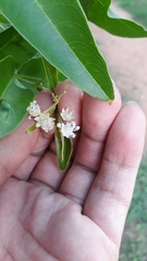 Lagerstroemia parviflora