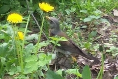 Turdus pilaris