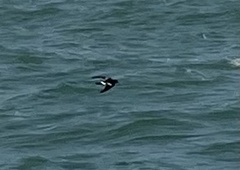 Hydrobates pelagicus