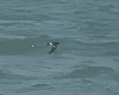 Hydrobates pelagicus