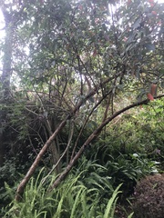 Chaetogastra incarum