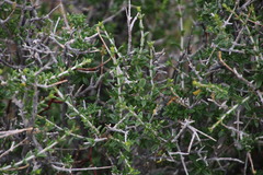 Pteronia viscosa