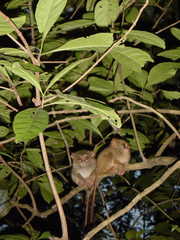 Tarsius spectrumgurskyae