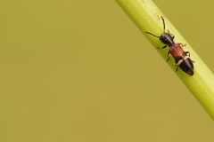 Tilloidea unifasciata