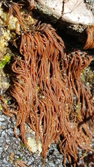 Nemalion elminthoides