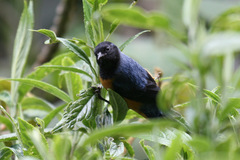 Conirostrum sitticolor