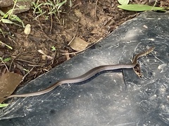 Erythrolamprus melanotus