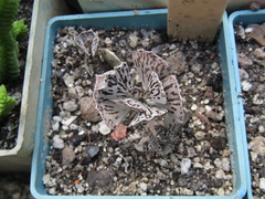 Kalanchoe rhombopilosa