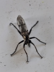 Hypenetes