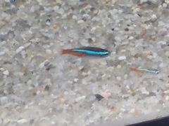 Paracheirodon innesi