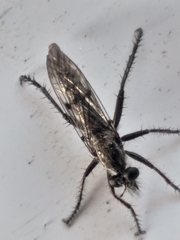 Hypenetes