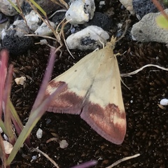 Pyrausta semirubralis