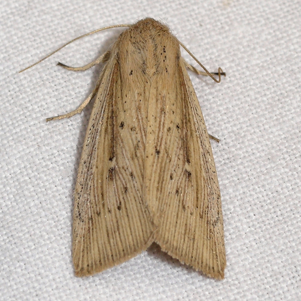 Linen Wainscot Moth