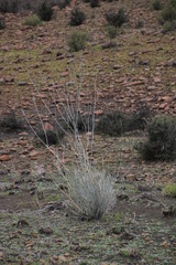 Gomphocarpus filiformis