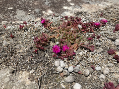Delosperma repens