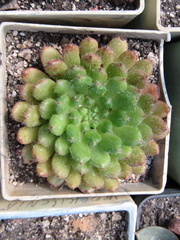 Echeveria setosa
