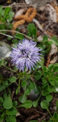Globularia cordifolia