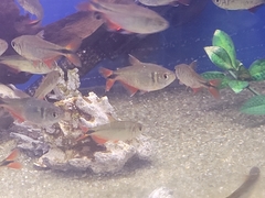 Hyphessobrycon anisitsi