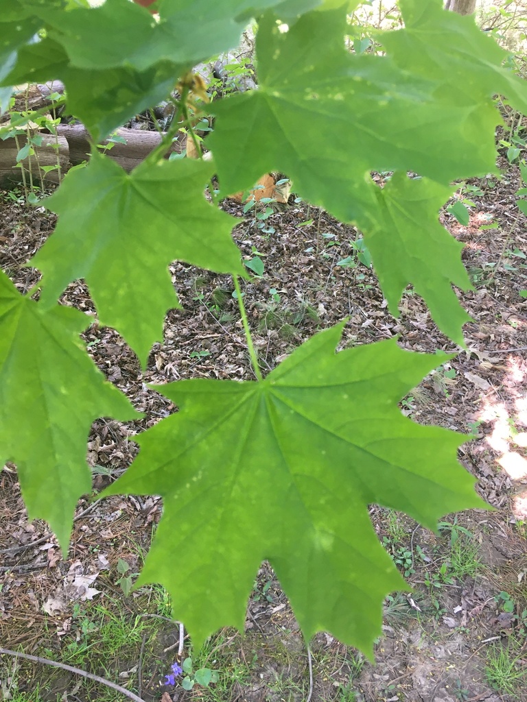 Norway maple from Sadie Ln, Guilderland, NY, US on May 11, 2022 at 03