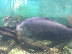 Piaractus brachypomus