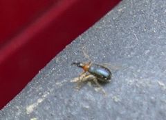 Eugnamptus angustatus