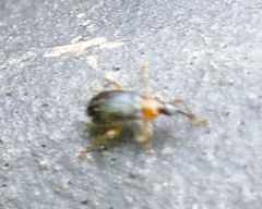 Eugnamptus angustatus