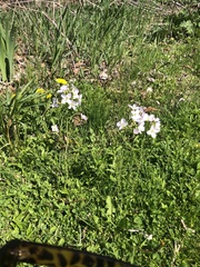 Cardamine pratensis pratensis
