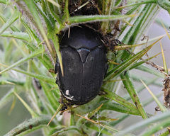 Protaetia afflicta