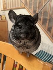 Chinchilla lanigera