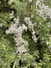 Spiraea cantoniensis
