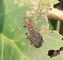 Euthycera cribrata