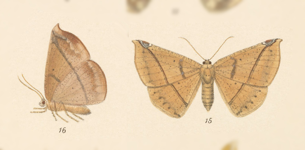 Herbita medona