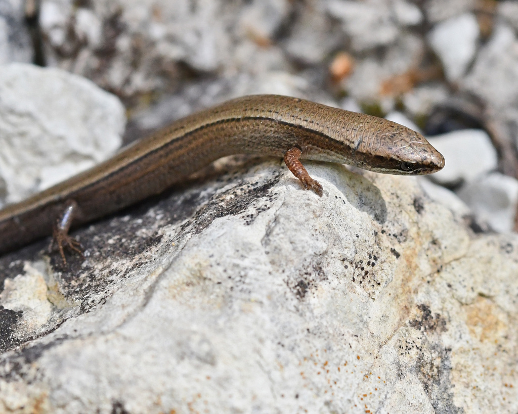 Snake-Eyed Skink