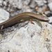 Budak's Snake-eyed Skink - Photo (c) TOUROULT Julien, some rights reserved (CC BY), uploaded by TOUROULT Julien
