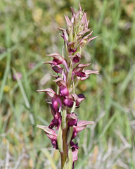 Anacamptis