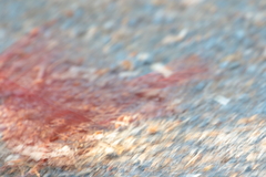 Northern Cardinal