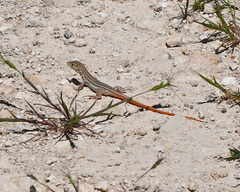 Acanthodactylus schreiberi