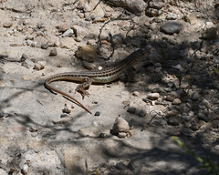 Acanthodactylus schreiberi