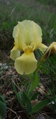 Iris reichenbachii
