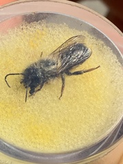 Osmia cerinthidis