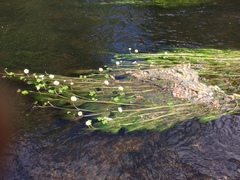 Ranunculus pseudofluitans