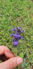 Ajuga pyramidalis
