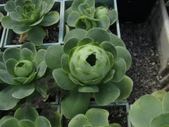 Aeonium aureum