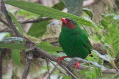 Chlorornis riefferii