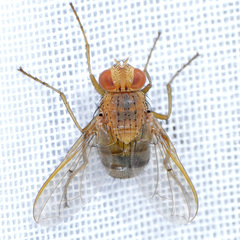 Ormia ochracea