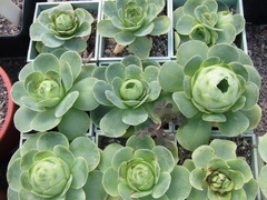 Aeonium aureum