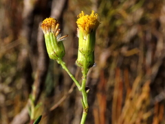 Senecio pubigerus