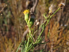 Senecio pubigerus