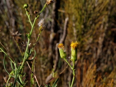 Senecio pubigerus
