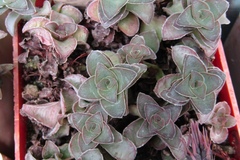 Crassula intermedia